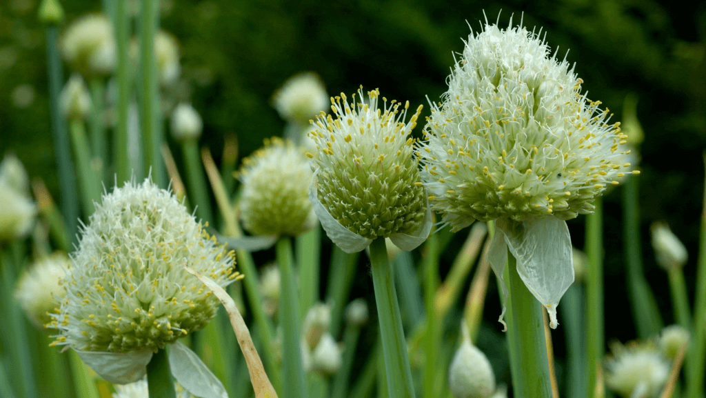 Allium-fistulosum-_Gigante