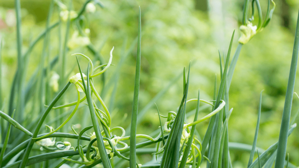 Allium-fistulosum-_Nebuka
