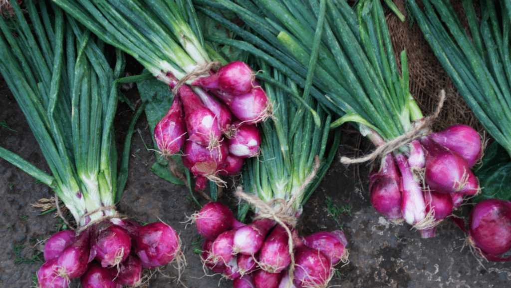 Allium-fistulosum-_Purple