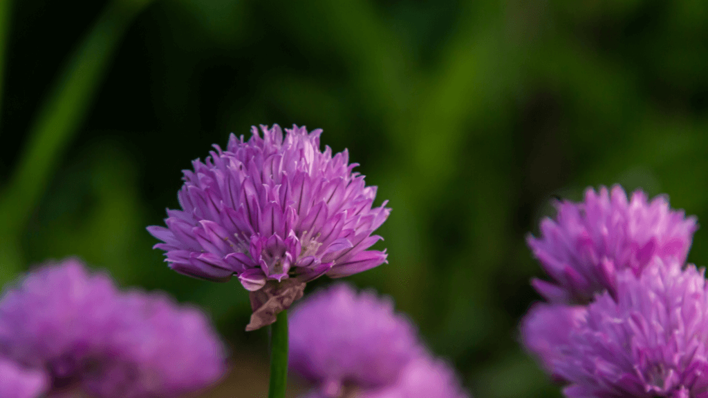 Allium-schoenoprasum-_Forescate