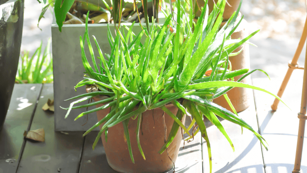 Aloe-Barbadensis-Aloe-Comum