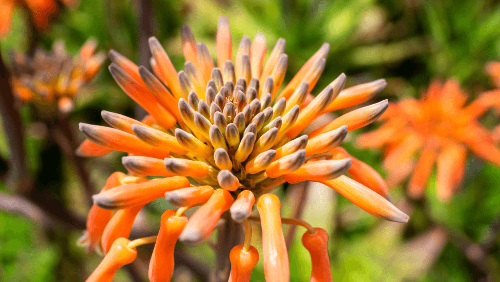 Aloe-Maculata