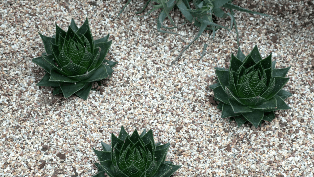 Aloe-Polyphylla