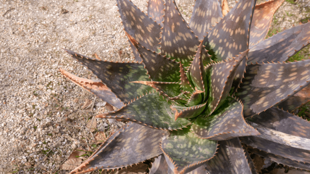 Aloe-Saponaria