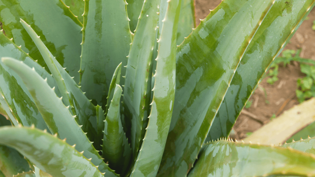 Aloe-Vera-Aloe-barbadensis-miller