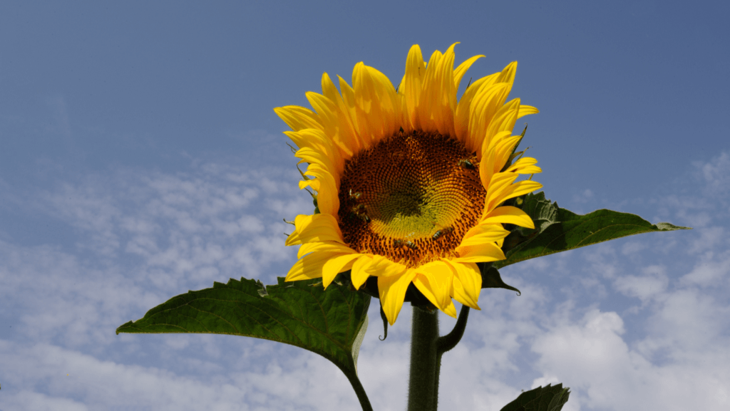 Helianthus-annuus-_Sunflower-Surprise